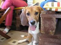 Beagle kod ku�e 43 [ 45.70 Kb ]