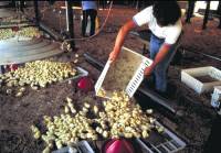 Broiler chickens [ 68.64 Kb ]
