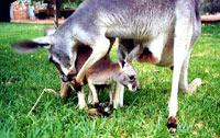 kangaroo8 [ 45.90 Kb ]