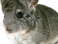Souce: furisdead.com - chinchilla Souce: furisdead.com - chinchilla