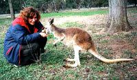 kangaroo11 [ 21.56 Kb ]