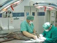 Veterinarska ambulanta