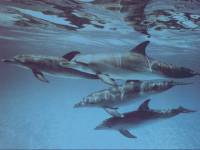 Dolphins [ 36.01 Kb ]