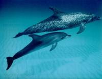 Dolphins [ 31.12 Kb ]
