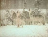 Wolves [ 32.26 Kb ]