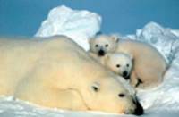 Polar bears