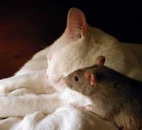Cat and mouse [ 40.84 Kb ]