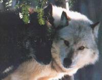 Wolves [ 13.59 Kb ]