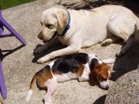 Logo i Eni [ 56.61 Kb ]