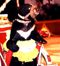 cirkus2 [ 27.22 Kb ]