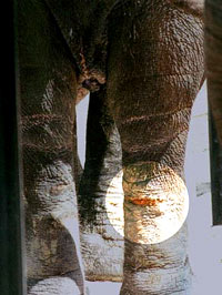 cirkus3 [ 30.24 Kb ]