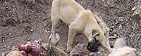 Photo of the Month - Dog massacre in Turkey [ 262.03 Kb ]