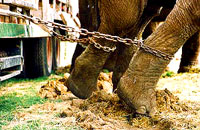 cirkus6 [ 38.49 Kb ]