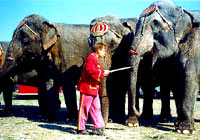 cirkus7 [ 49.48 Kb ]