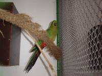 Parrot in shelter Ruscica [ 41.88 Kb ]