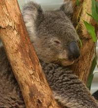 Jedini koala koji je pre�ivio po�ar u jugoisto�noj Australiji 2001 - copyright Ray Drew [ 55.38 Kb ]