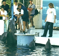 Photo copyright Helene O'Barry - source: www.dolphinproject.org