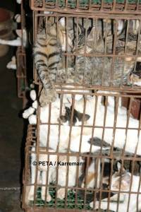 Chinese fur industry 10 [ 53.20 Kb ]