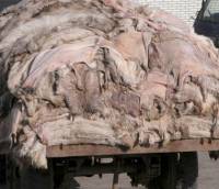 Kineska industrija pse�eg krzna 2 [ 103.90 Kb ]