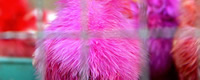 Photo of the month - Colors of cruelty [ 119.68 Kb ]