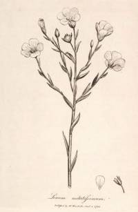 Lan - izvor: www.botanical.com Lan - izvor: www.botanical.com