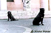 dogs_zg [ 16.25 Kb ]