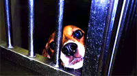 beagle [ 20.39 Kb ]