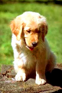golden_retriever [ 23.16 Kb ]