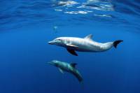 Dolphins