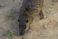 Water rat - copyright Ray Drew [ 38.72 Kb ]