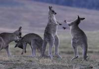 Kangaroos at dusk - copyright Ray Drew [ 35.91 Kb ]