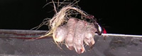 Photo of the month - Alive in a Garbage [ 59.25 Kb ]