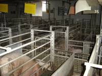 Farma svinja PIK Vrbovec4 [ 175.32 Kb ]