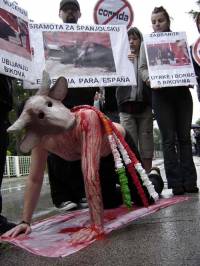 For the Ban of the Massacre of Bulls