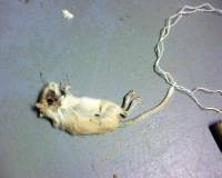 Mrtvi gerbil_pet du�an [ 36.48 Kb ]