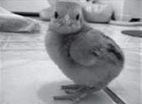 Pili�