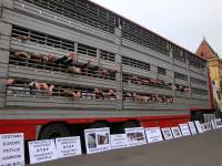 Protest against live animal transport 15 [ 122.28 Kb ]