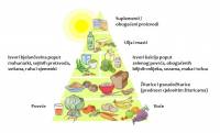 Veganska piramida [ 39.34 Kb ]
