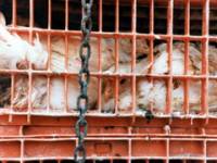 Chickens in transport