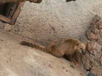 Zoo in Zaton Obrovacki 3