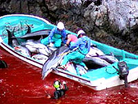 dolphin_slaughter [ 27.45 Kb ]