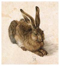 Albrecht Durer - 'Zec' [ 64.21 Kb ]