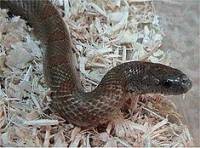Snake 3