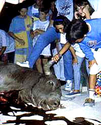 Bull-fighting and Fiesta - 20 [ 40.41 Kb ]