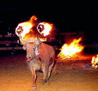 Bull-fighting and Fiesta - 24 [ 26.20 Kb ]