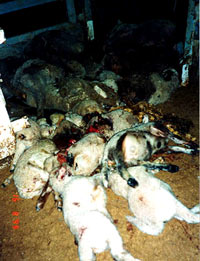 Breeding, transport and slaughter of sheep 1 [ 40.29 Kb ]