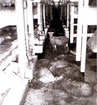 Breeding, transport and slaughter of sheep 2 [ 52.59 Kb ]