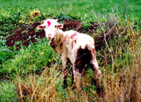 Breeding, transport and slaughter of sheep 4 [ 99.14 Kb ]