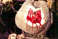 Breeding, transport and slaughter of sheep 5 [ 74.95 Kb ]