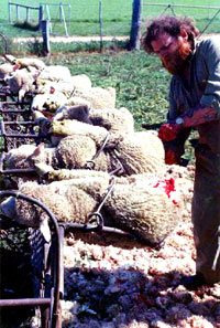 Breeding, transport and slaughter of sheep 8 [ 92.79 Kb ]